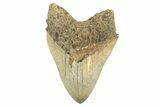 Serrated, Fossil Megalodon Tooth - West Java, Indonesia #226238-1
